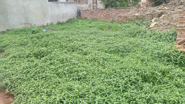 Land on sale at Tikathali, Imadol