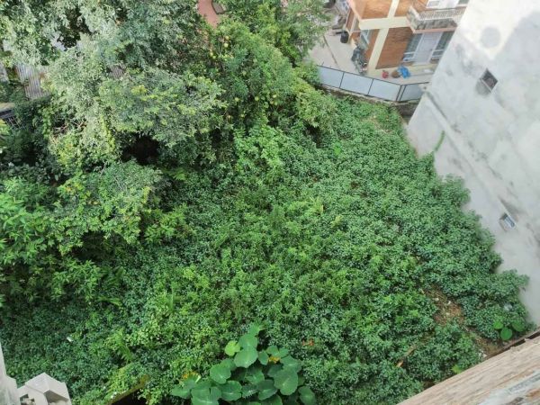 Land in Lazimpat @ just 40 Lakh per aana near Uttardhoka