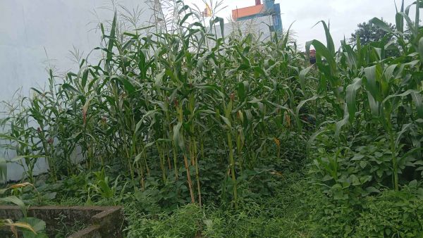 Land on sale at Balkot, Bhaktapur