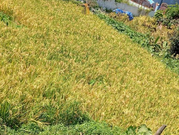 Land on sale at Thaiba, Lalitpur