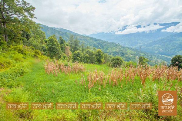  12 Ropani land for sale in Kabilash - Nuwakot.