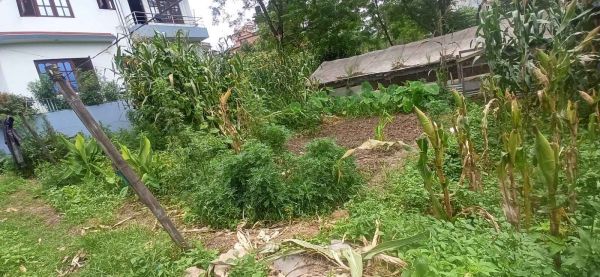 Cheap 3Aana Land sale at Tikathali, Total 75Lakhs Only