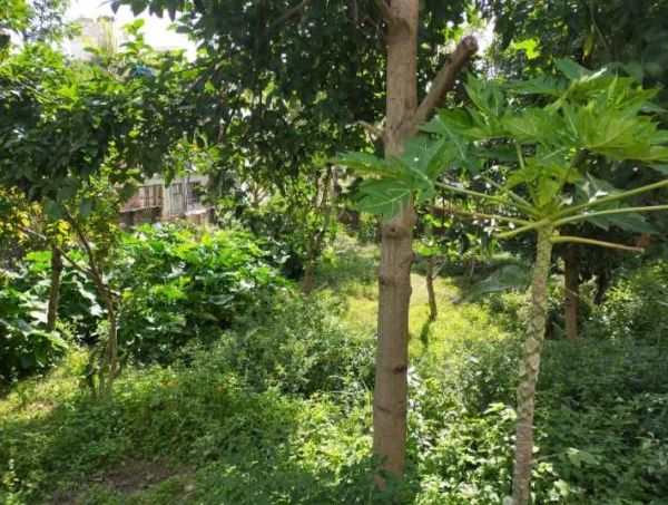 Land for sale 100 meter east from Budanilkantha Temple... 